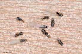 are these termites or ants