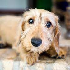 Wirehaired miniature dachshund dog puppies these pictures of this page are about the truth about wire haired dachshunds. Reddit Meet Olivia My Mini Wirehaired Dachshund Puppy Aww