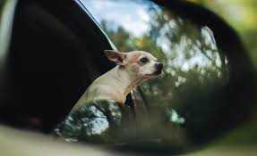 How To Drive Long Distance With A Dog
