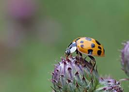 how to get rid of asian lady beetles