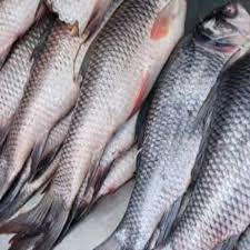 fresh rohu fish for household