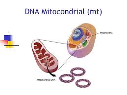 DNA Mitocondrial (mt). - ppt descargar