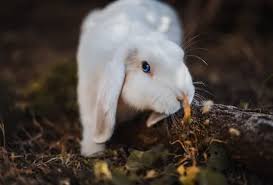 can rabbits eat straw neeness