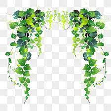 vines png transpa images free