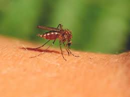 mosquito bites symptoms diseases and