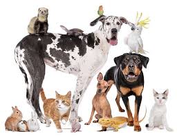 This page is about the various possible meanings of the acronym, abbreviation, shorthand or slang term: The Pet Directory Australia World S Largest Online Pet Directory Pets Pet Products Pet Services Dogs Cats Horses Birds Rabbits Guinea Pigs Aquarium Reptile The Pet Directory
