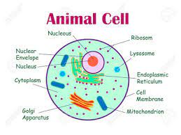 cells a bacteria cell an cell