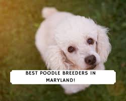 5 best poodle breeders in maryland