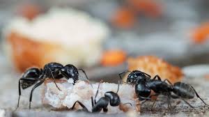 how to get rid of ants ant control