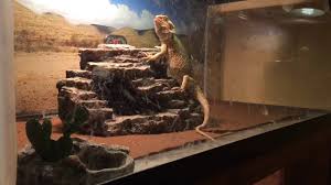 Bearded Dragon Growth Chart May 2016