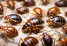 can bed bugs live in carpet how to