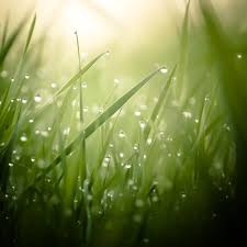 Morning Dew Drops Grass Wallpapers - Wallpaper Cave