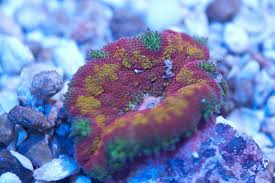 maxi mini carpet anemone the aqua