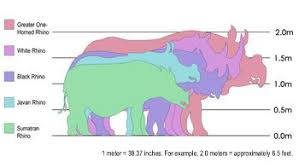 Rhino Species Size Chart Rhino Species Sumatran Rhino