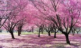 Where can I enjoy cherry blossoms in NYC?