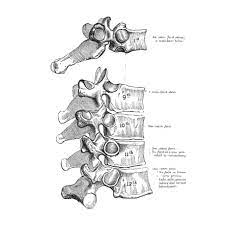 The 'atypical' vertebrae are the two most superior positioned i.e. Atypical Thoracic Vertebrae Radiology Reference Article Radiopaedia Org
