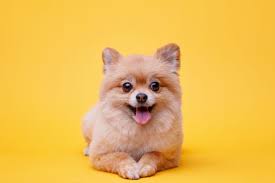 teacup pomeranian what to know before