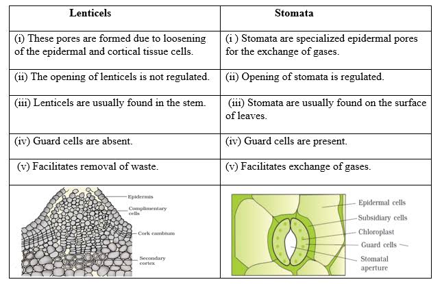 STOMATA AND LENTICELS