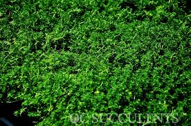sedum green carpet orange county
