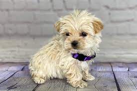 Check spelling or type a new query. Yorkipoo Puppies For Sale Reasonable Adoption Fees