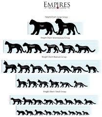 3 Size Comparison Of Different Cat Species Big Cat Height