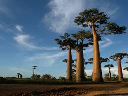 Just to show how beautiful is our island madagasikara. Auswandern Nach Madagaskar Aktuell Infos Zur Einwanderung