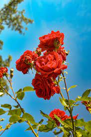 hd wallpaper roses red garden