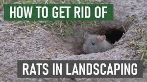 how to get rid of rats in gardens