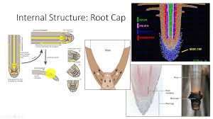 internal structure of roots you