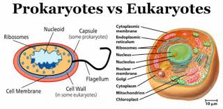 Prokaryotes Vs Eukaryotes Kozen Jasonkellyphoto Co