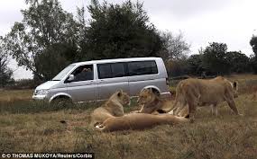 Image result for Lions in pack, day at the park, walks to do, dinner time, freaks in a cage, good times, treats to eat. Can we get a little help with the door, lions to say.