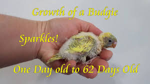Growth Of A Baby Budgie From Day 1 To 9 Weeks
