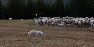 who-protects-the-sheep-from-wolves