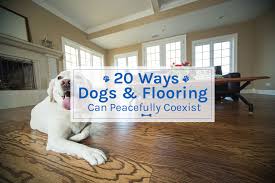 dogs flooring can peacefully coexist