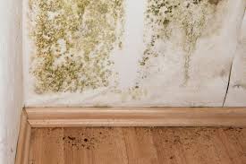 mold remediation cost eliminating