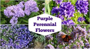 purple perennial flowers 24 brilliant