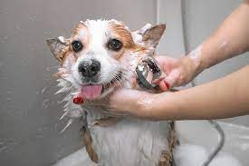 how often should you bathe your dog