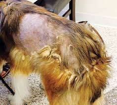 diagnosing and treating alopecia in dogs