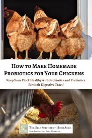homemade probiotics for ens