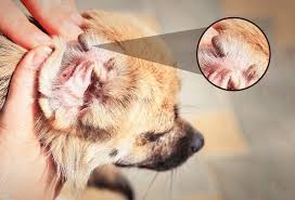 remove and prevent ticks from dog s ears