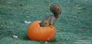 How to Recycle Halloween Pumpkins for Wildlife • The National Wildlife  Federation Blog : The National Wildlife Federation Blog