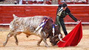 Escribir y torear: El sardo torrestrella llevado por Juan Ortega |  Federación Taurina de Valladolid