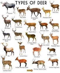 deer facts types t reion