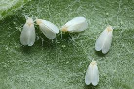 Control Whiteflies On Plants