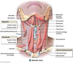 Neck muscles are bodies of tissue that produce motion in the neck when stimulated. The Muscles Of The Anterior Neck Human Body Anatomy Thyroid Anatomy Body Anatomy