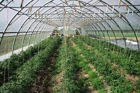 Greenhouse Plastic Sheeting Which Type