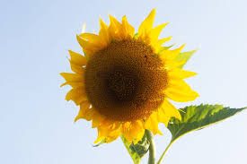 how to grow and care for sunflowers