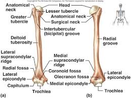 Type i is found in bones, organs, skin, and tendons, and most of the collagen in the human body is type i. Olecranon Fossa Google Search Anatomy Bones Medical Anatomy Medical Knowledge
