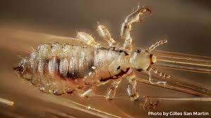lice facts lice life cycle best