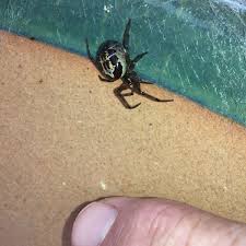 beware false widow spiders lurking in